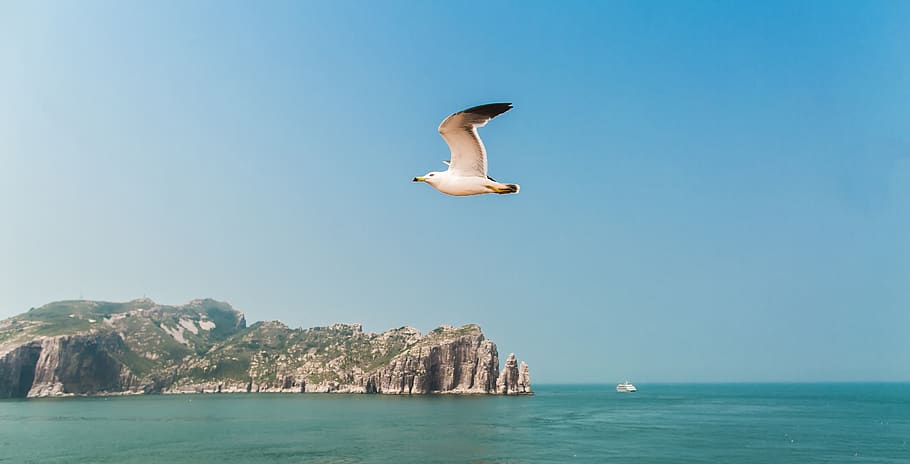 seagull, water, animal themes, one animal, animal wildlife HD wallpaper