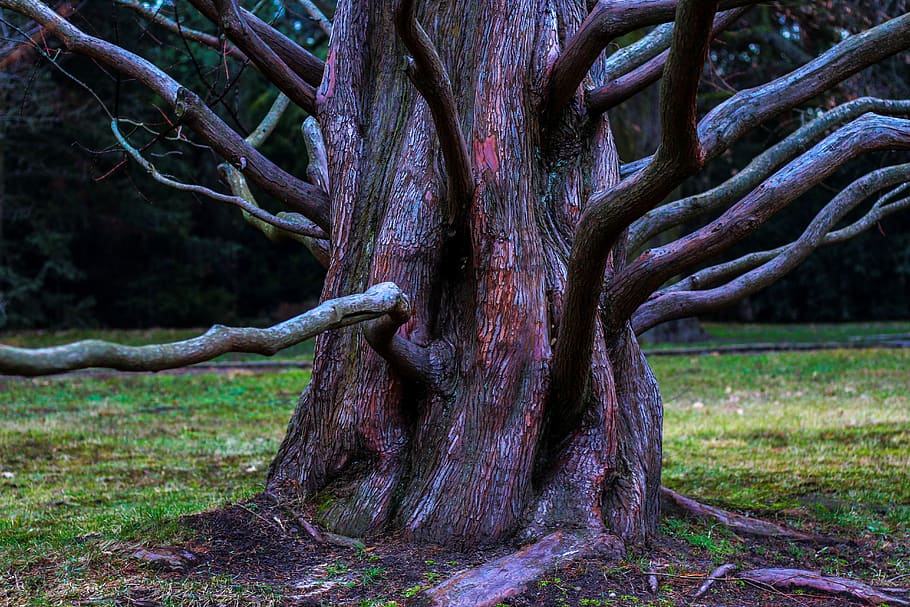 tree, aesthetic, root, overgrown, make the most of, strong HD wallpaper