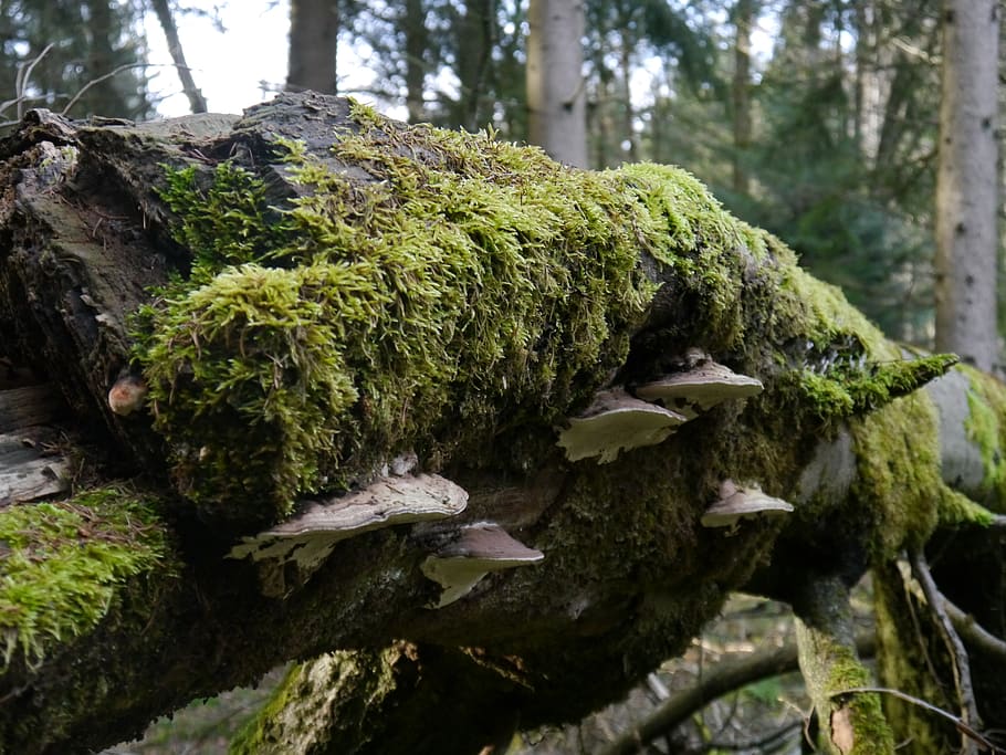 moss, plant, nature, tree, growth, no people, day, close-up HD wallpaper