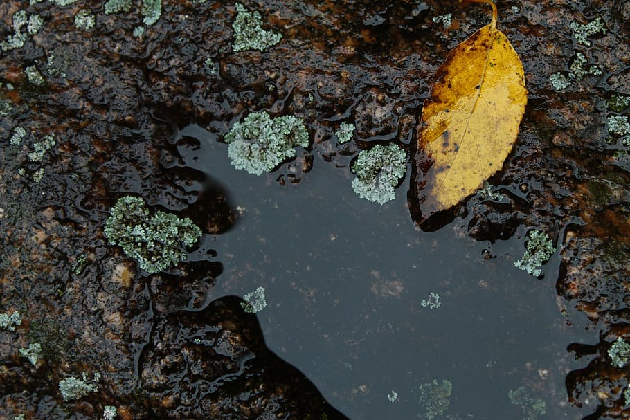 dried leaf on brown surface, puddle, rock, fungus, soil, flora HD wallpaper