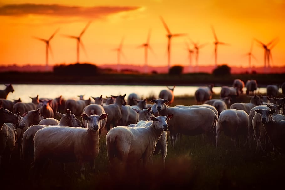 Herd of Sheep, animals, country, farm, farming, landscape, livestock HD wallpaper