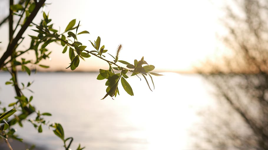 Selective Focus Photography of Leaf Tree Near Shore Line, beautiful HD wallpaper
