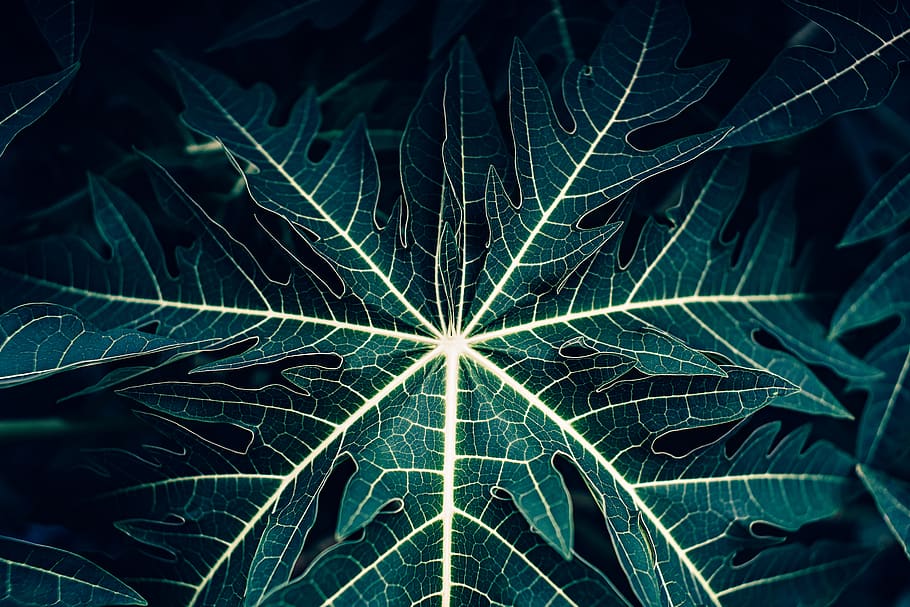 indonesia, bali, leaf, plant part, green color, no people, growth HD wallpaper