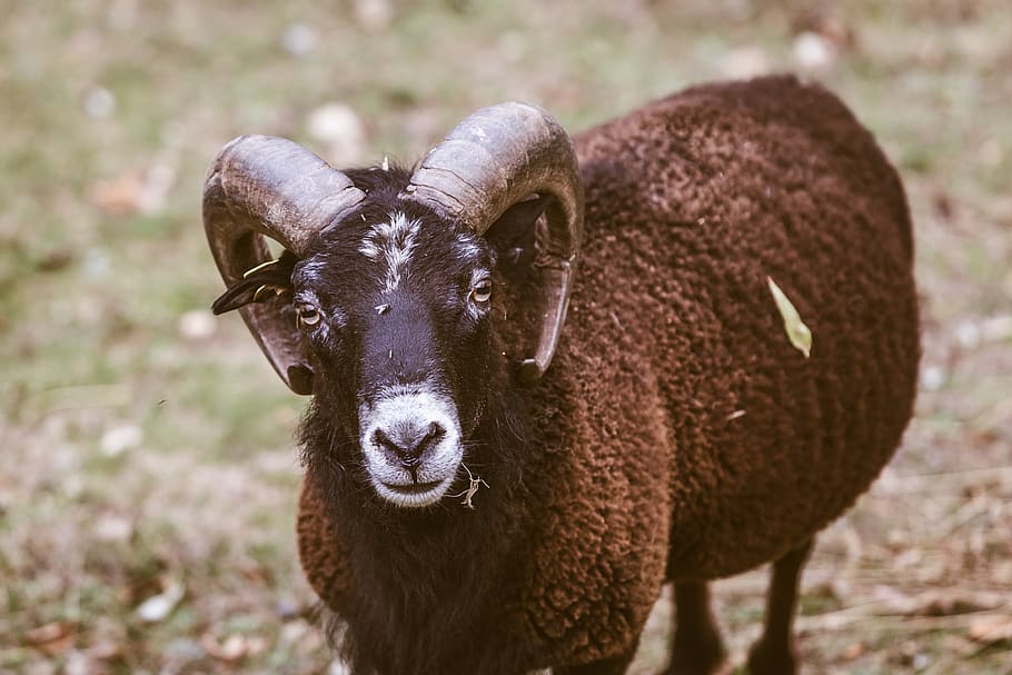 selective focus photography of ram, mammal, sheep, animal, goat, HD wallpaper