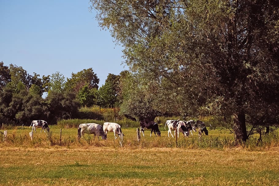 landscape, cows, cattle, animal, grass, rural, pasture, agriculture HD wallpaper