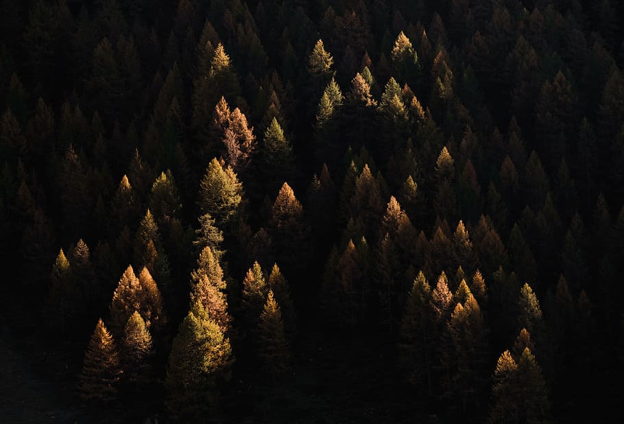 aerial view of pine trees, drone view, forest, woodland, nature, HD wallpaper