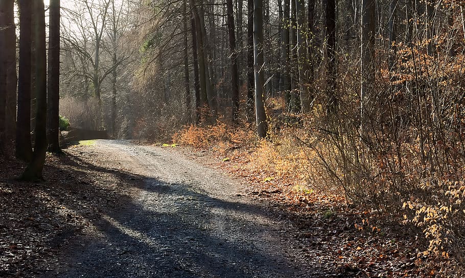 forest path, evening sun, spring, away, mood, backlighting HD wallpaper