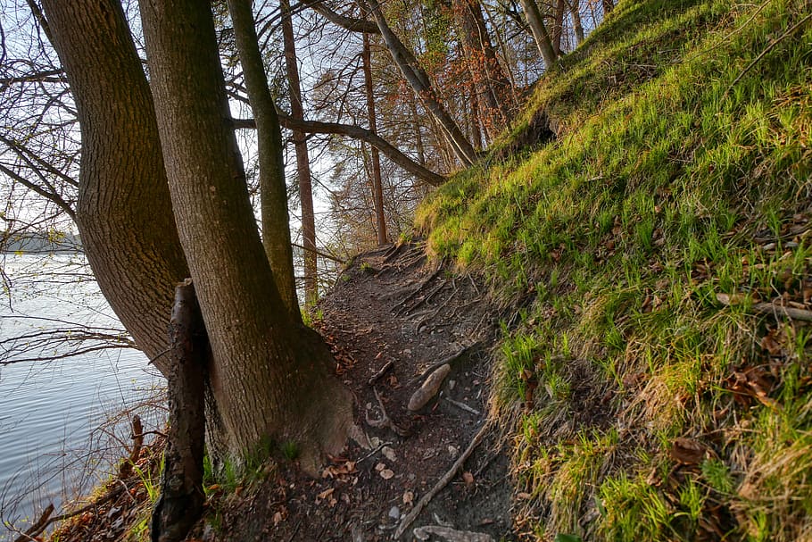 forest, spring, sprout, plant, grow, nature, live, tree, light HD wallpaper