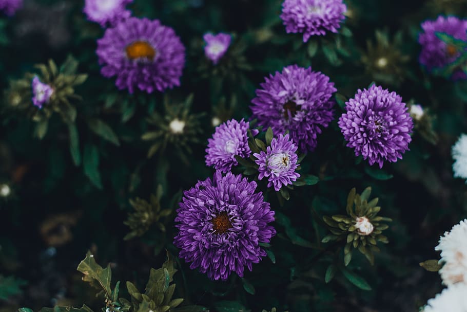 Purple Petaled Flower , asters, bloom, blossom, flora, flowers HD wallpaper