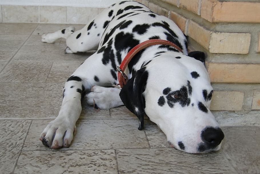 a dog of a white, short-haired breed with dark spots.rnLarge, powerful dogs are frequently targeted, including Akitas, chow chows, Dalmatians , Dobermans, German Shepherds, Great Danes, pit bulls, Rottweilers as well as mixes of these breeds.rn