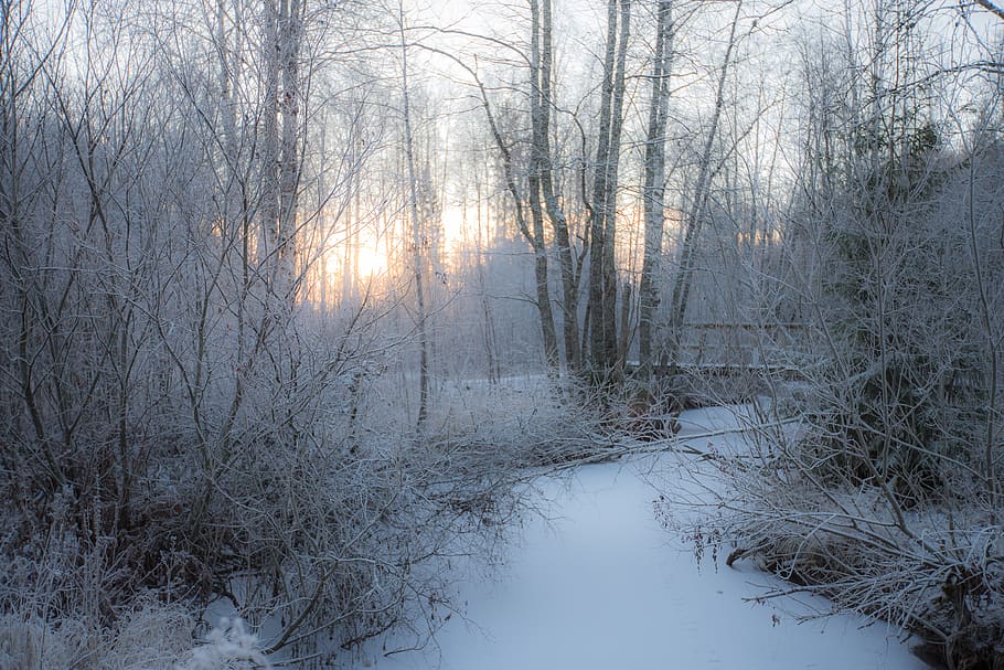 winter, snow, frost, forest, cold, ice, nature, frozen, landscape HD wallpaper
