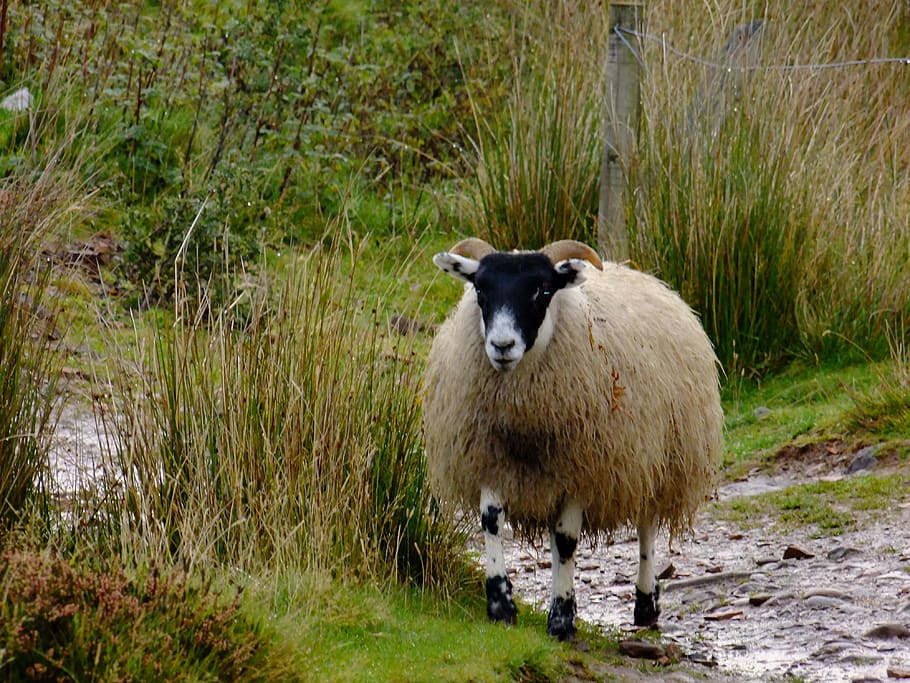 sheep, pentlands, scotland, pasture, animal themes, mammal