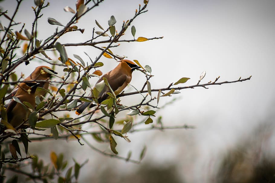two brown birds perching on tree during daytime, animal, bee eater HD wallpaper