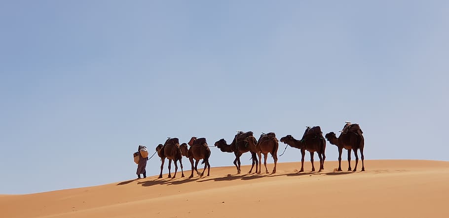 camelus, desert, sand, sahara, morocco, animal themes, land HD wallpaper
