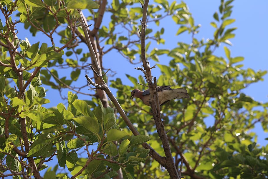 bird, tree, nature, landscape, birds, animals, trees, blue HD wallpaper