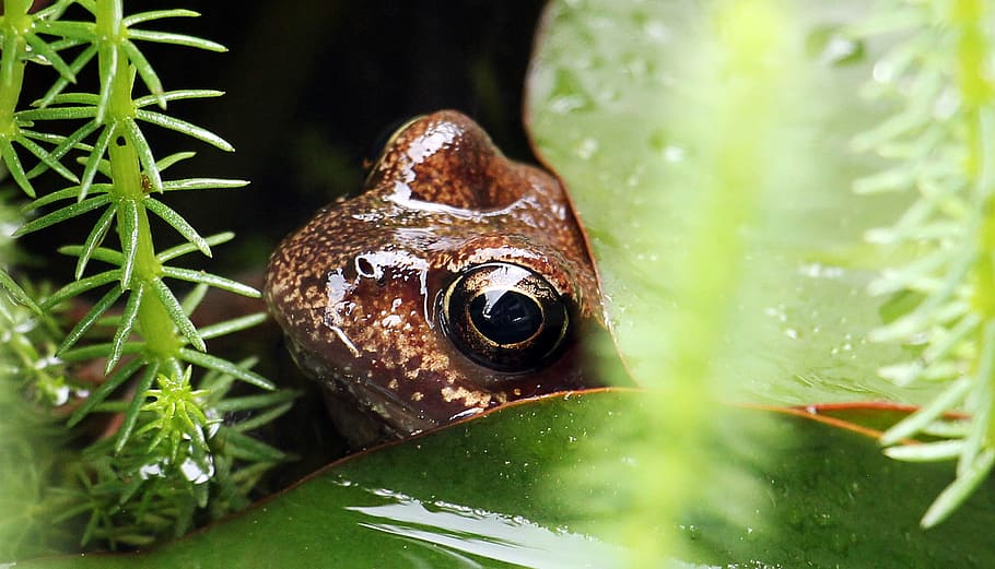 closeup, macro, frog, animal, wild, nature, pond, animal themes HD wallpaper