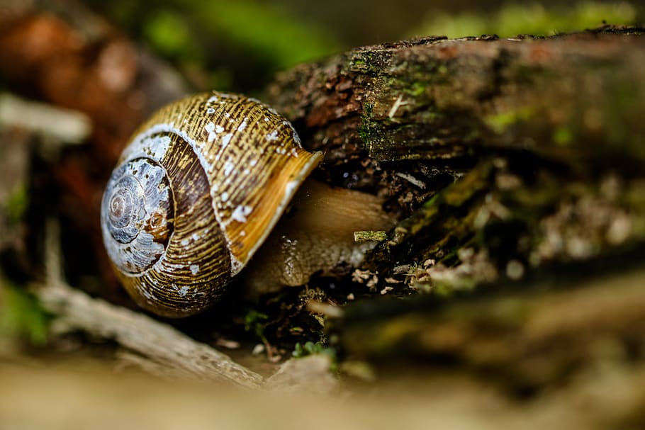 snail, animal themes, animal wildlife, mollusk, one animal HD wallpaper