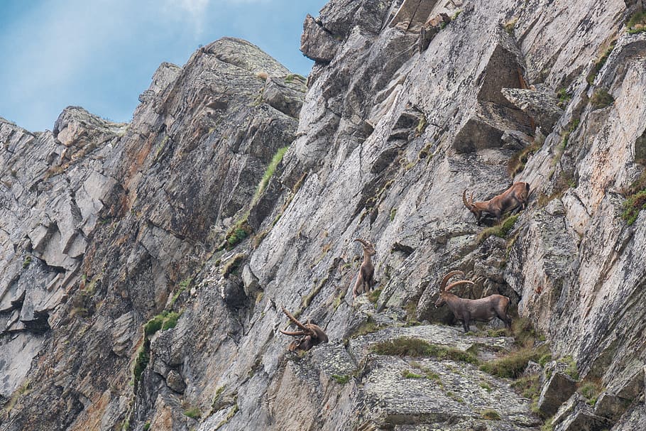 mountains, ibex, alpine, rock, animals, rock - object, solid HD wallpaper
