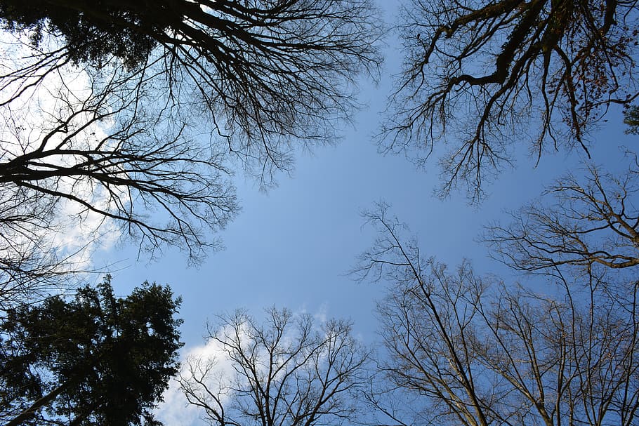 forest, trees, sky, canopy, leaves, clouds, spring, fresh, dom HD wallpaper