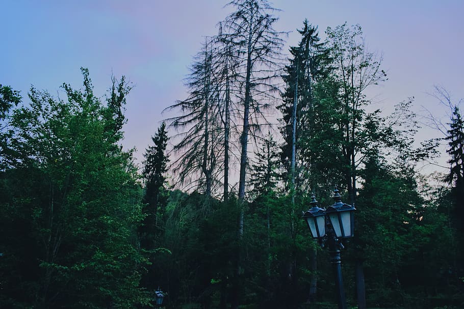 sunset, colors, park, walking, trees, street lamp, plant, growth, HD wallpaper