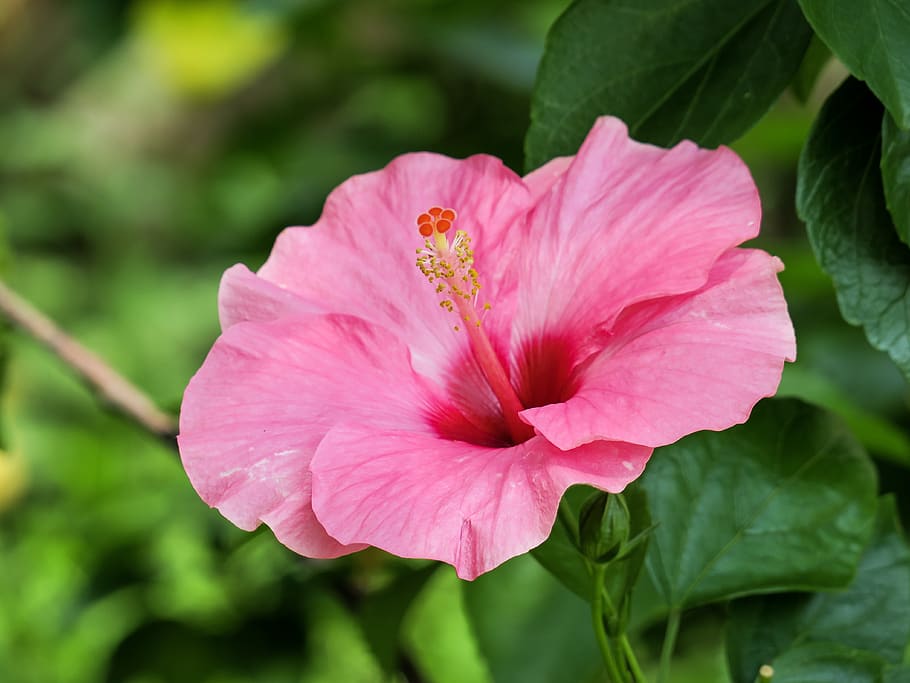 plant, nature, flower, leaf, garden, petal, flower's, bloom HD wallpaper