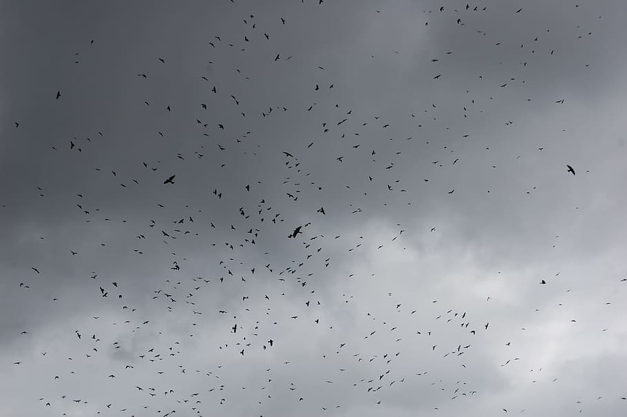 crow, cloudy, sky, creepy, dark, silhouette, vertebrate, flying HD wallpaper