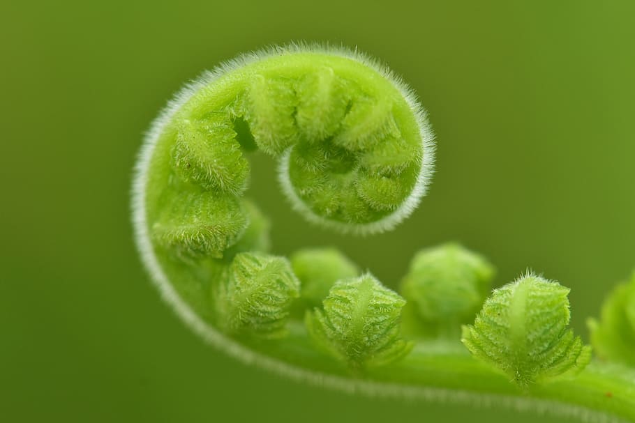 fern, roll, young frond, leaf, hairy, macro, flora, growth HD wallpaper