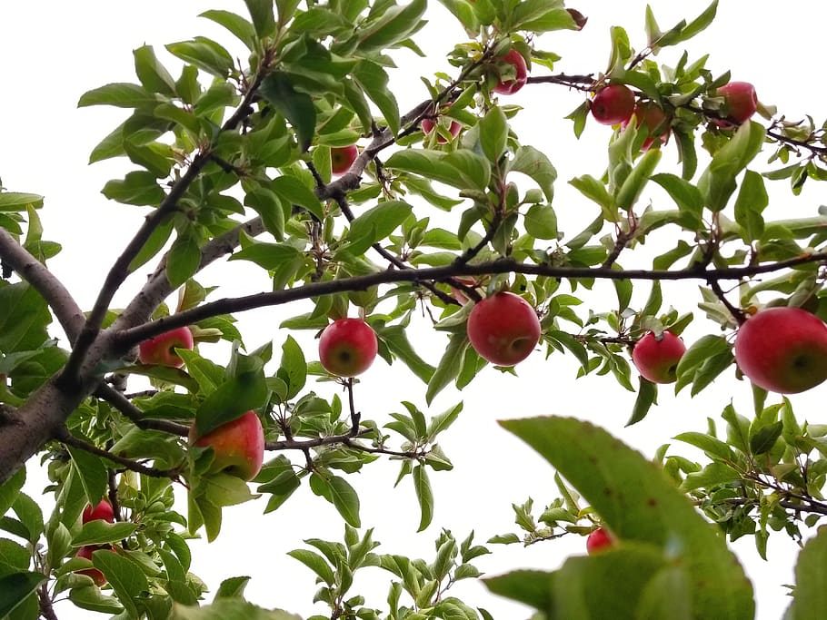 canada, caledon, fruit, food and drink, healthy eating, growth HD wallpaper