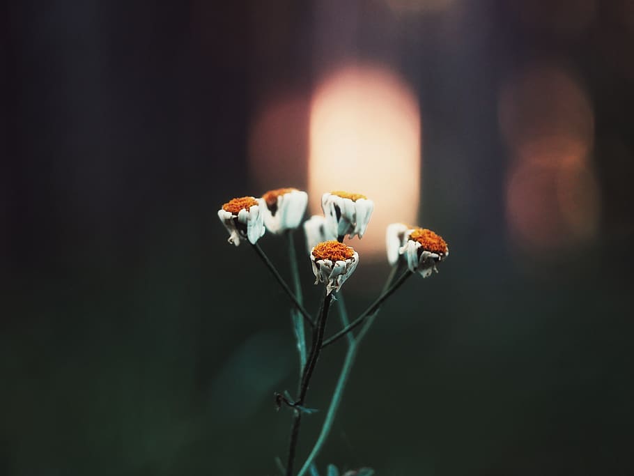 austria, hernstein, plant, flower, flowering plant, freshness HD wallpaper