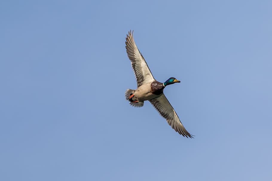 duck, flight, bird, wing, wildfowl, flying, dom, sky, animal wildlife HD wallpaper
