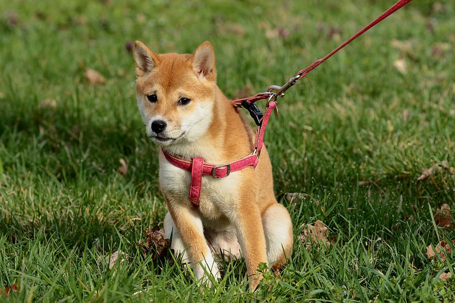 dog, pet, leash, lead, harness, grass, field, park, leaves, HD wallpaper