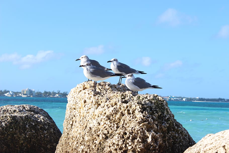 birds, wind, bahamas, rocks, caribbean, island, ocean, sand HD wallpaper