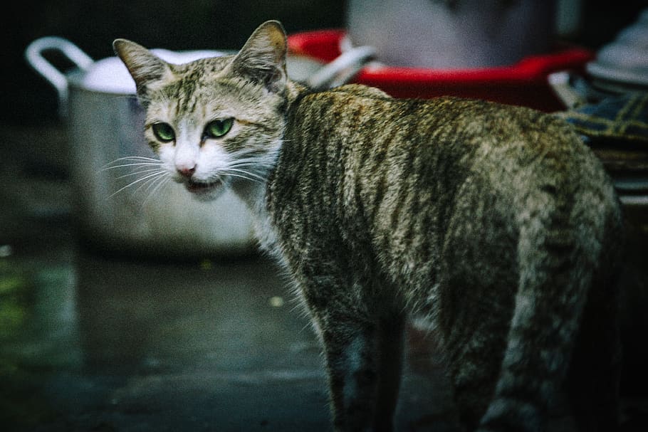 pets, domestic, mammal, cat, domestic animals, domestic cat HD wallpaper