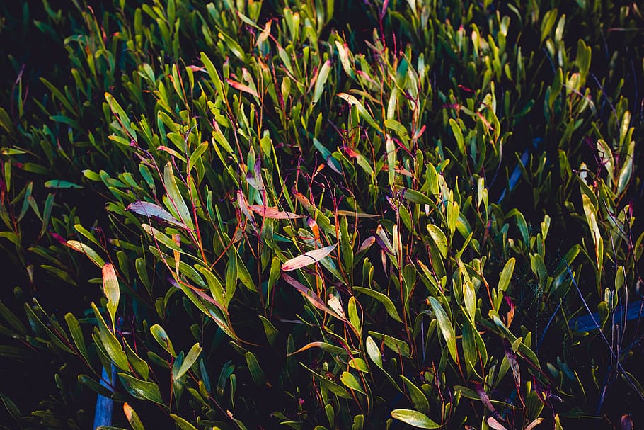 green, plants, nature, beach, red, growth, green color, field HD wallpaper
