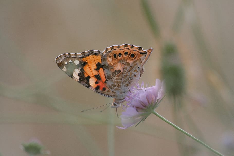 butterfly, nature, flower, wing, delicate, animal themes, animal wildlife HD wallpaper