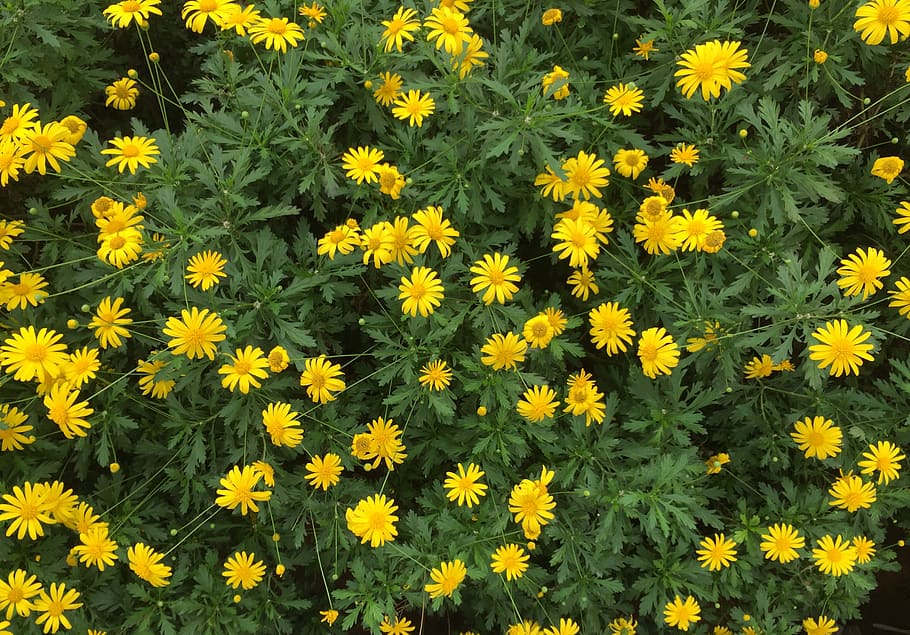 malaysia, cameron highlands, freshness, yellow, flowering plant HD wallpaper