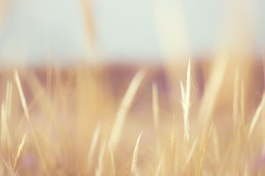 Selective Focus of Green Grass, blur, bright, close-up, colors HD wallpaper
