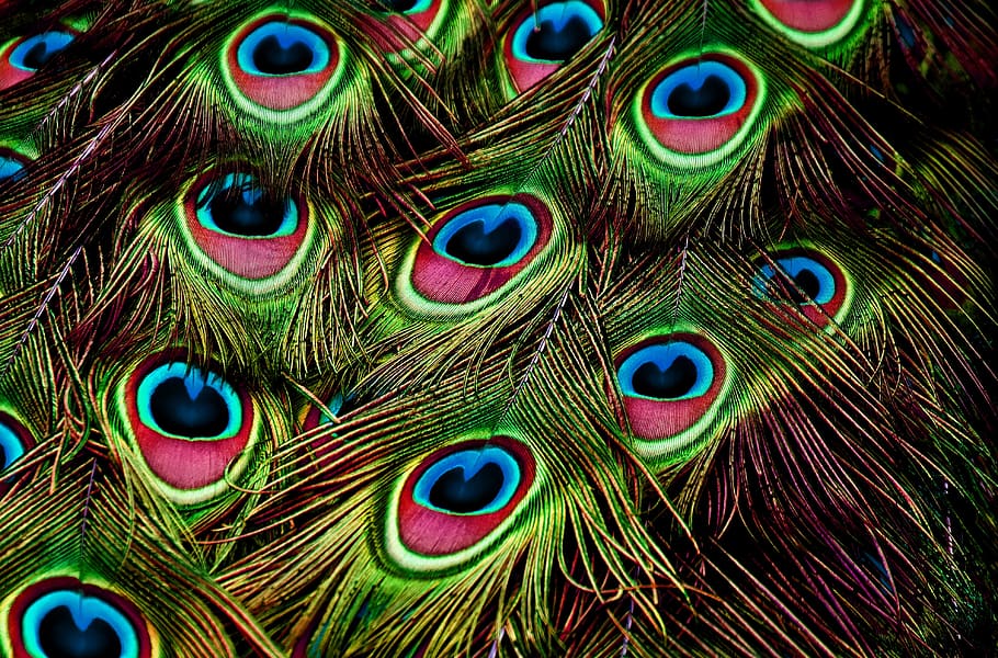 peacock feathers, color, plumage, iridescent, colorful, pattern, HD wallpaper