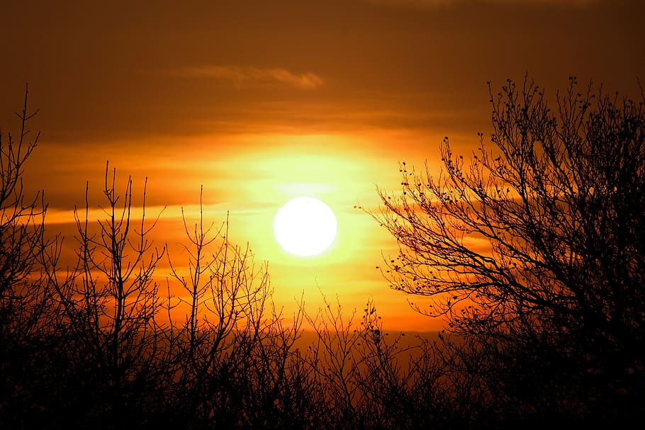 bare trees during golden hour, sunset, sky, beauty in nature HD wallpaper