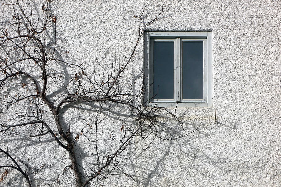 window, wall, the window and tree, house, building exterior HD wallpaper