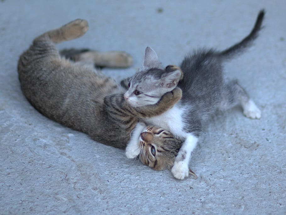 cats, play, animals, cute, fun, animal themes, mammal, one animal HD wallpaper