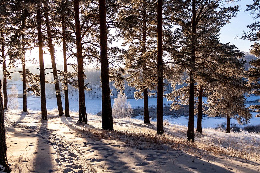 nature, forest, winter, snow, leann, frost, landscape, trees HD wallpaper