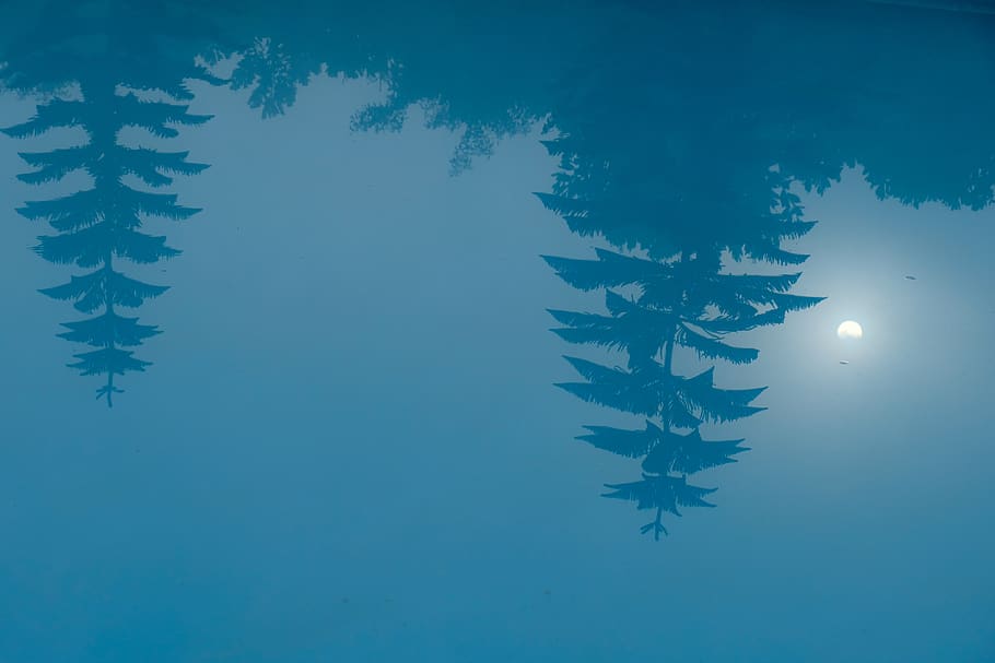 pine tree, plant, flora, fir, conifer, abies, sunlight, spruce HD wallpaper