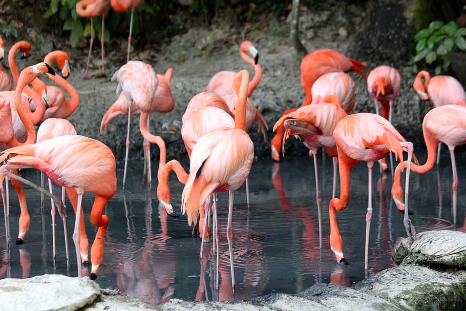 Flock Of Flamingo, animals, aviary, environment, phoenicopterus roseus HD wallpaper