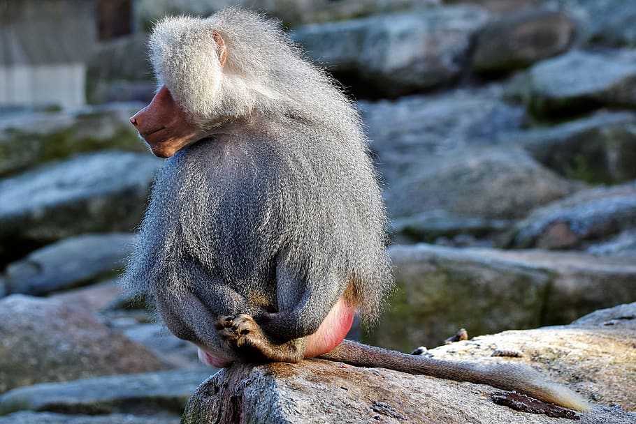 baboon, monkey, primate, creature, grey, animal, nature, zoo HD wallpaper