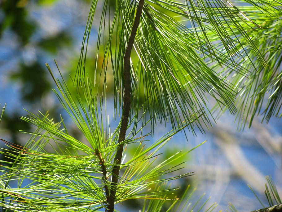 green, tree, pines, needles, plant, growth, green color, leaf HD wallpaper