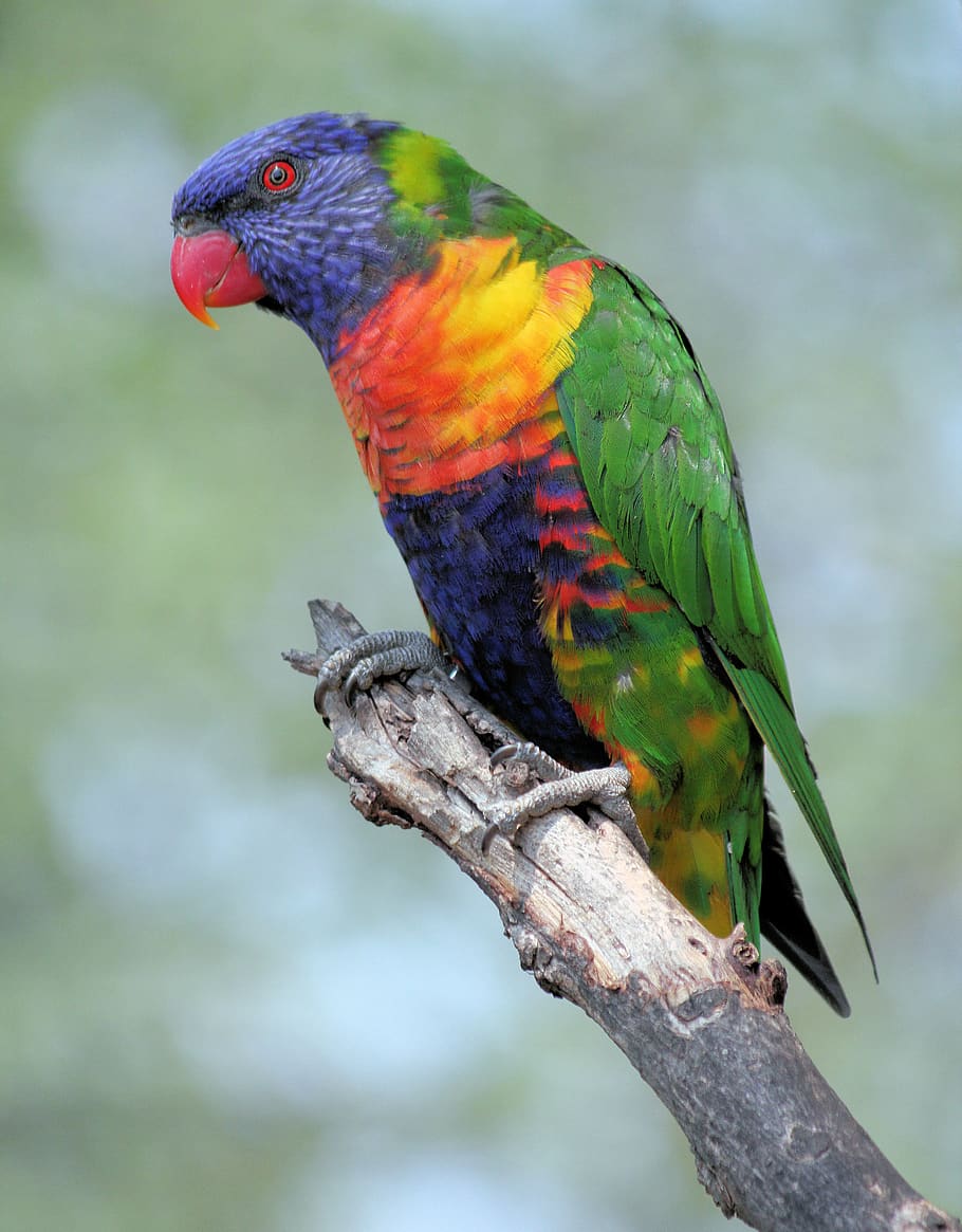 parrot, lori, variegated, feather, bird, colors, beak, tropical HD wallpaper