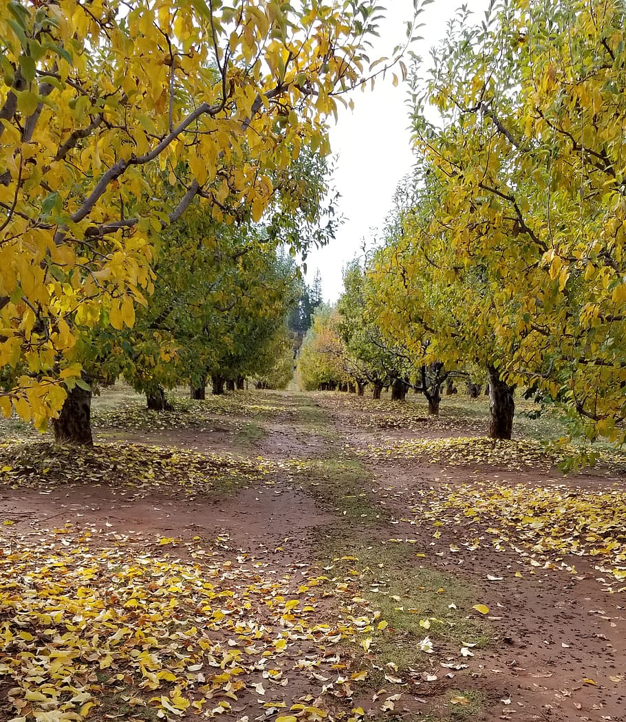 fall, trees, path, autumn, plant, change, leaf, nature, beauty in nature HD wallpaper