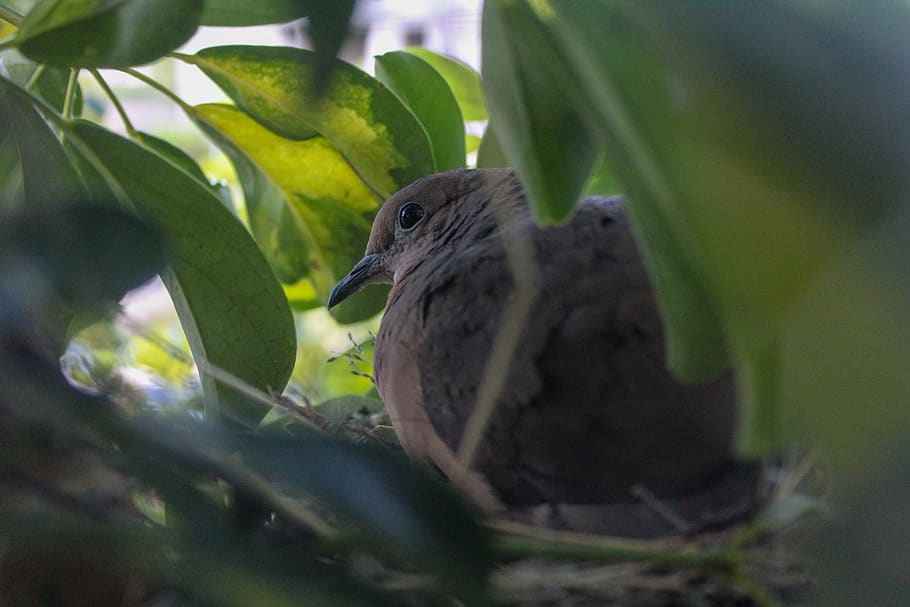 ecuador, quito, dove, tree, bird, nest, animal, animal wildlife HD wallpaper