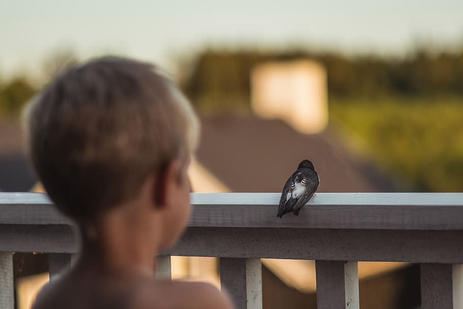 boy, bird, summer, kid, animal, animal wildlife, one animal HD wallpaper